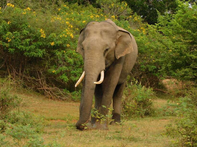 Udawalawe Safari Tour from Hambantota Port (Shore Excursion) - Who should book this shore excursion?