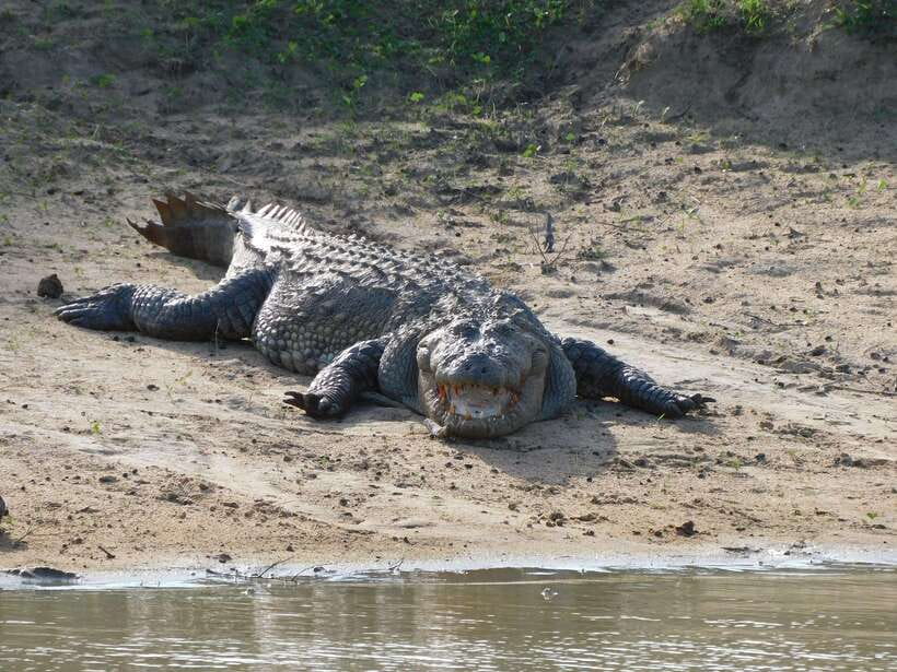 Udawalawe Safari Tour from Hambantota Port (Shore Excursion) - Five hours among Udawalawe’s animals