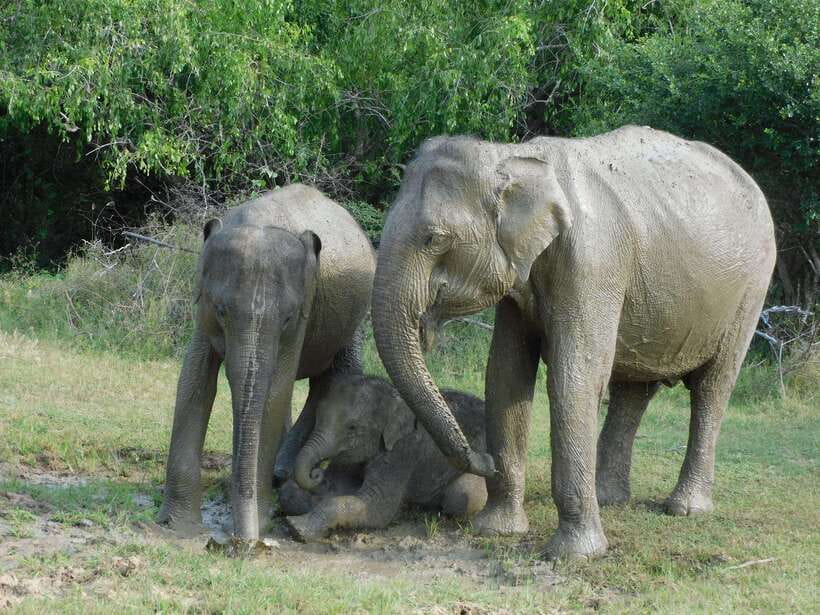 Udawalawe Safari Tour from Hambantota Port (Shore Excursion) - What the safari jeep is really like