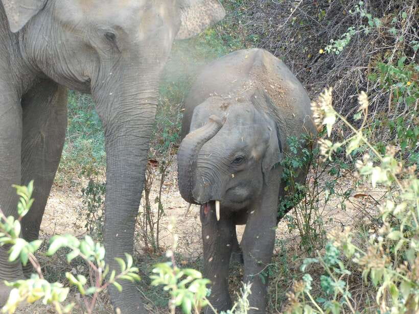 Udawalawe Safari Tour from Hambantota Port (Shore Excursion) - The Elephant Transit Home visit