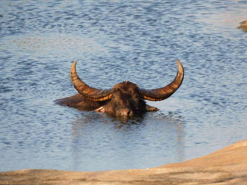 Udawalawe Safari Tour from Hambantota Port (Shore Excursion) - The $67 price and what it covers