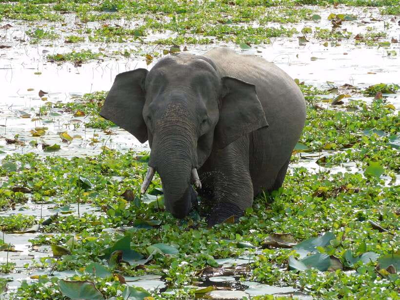 Udawalawe Safari Tour from Hambantota Port (Shore Excursion) - Meeting your driver at Hambantota Port