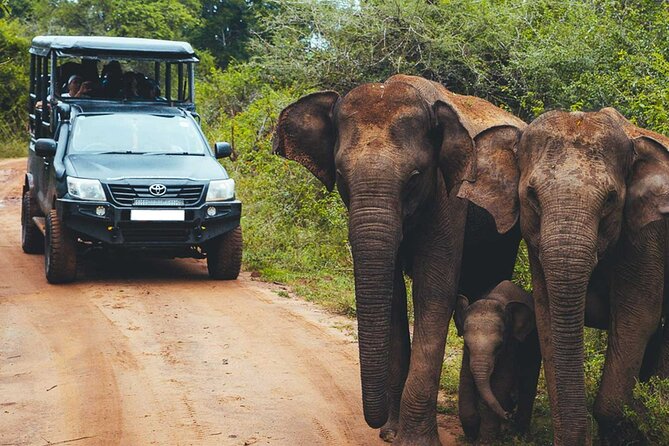 VALUE PACK! One Day Safari Tour to Yala and Udawalawa Parks - Picnic lunch between the parks