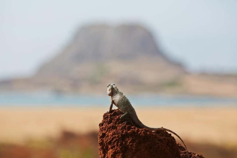 Value Tour: One Day Safari Trip to Yala & Udawalawe w/ Lunch - Who will enjoy this day most