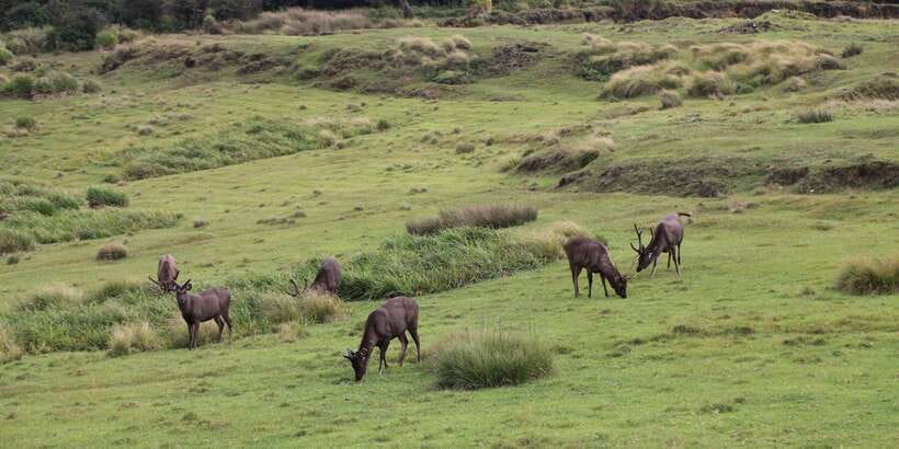 Visit Horton plains and Nuwara Eliya from Ella - Is $60 a Fair Price?