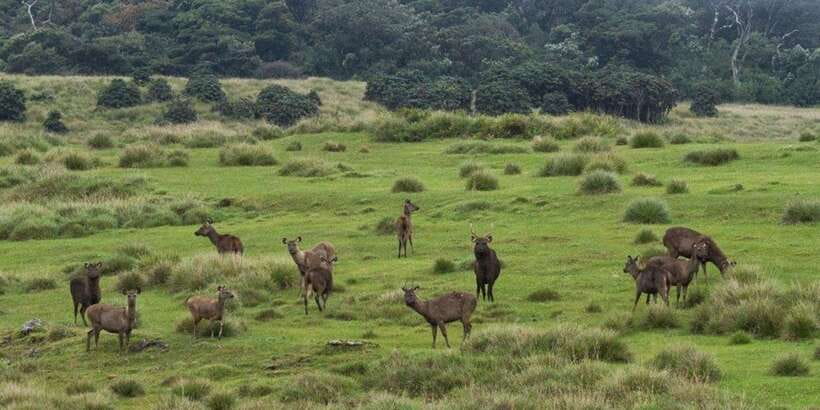 Visit Horton plains and Nuwara Eliya from Ella - Who Should Book This Day Trip?