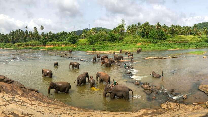 Visit sri Lanka 7 Days Round Trip - Day 5: Yala National Park and the move to the southern coast