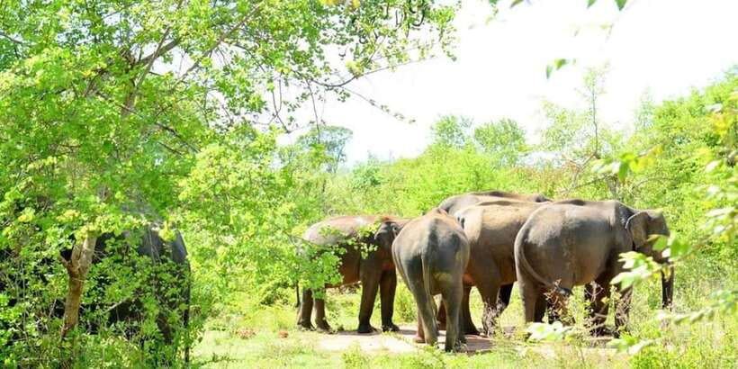 Wasgamuwa National Park Safari (Private Jeep) - Key points to know before you book