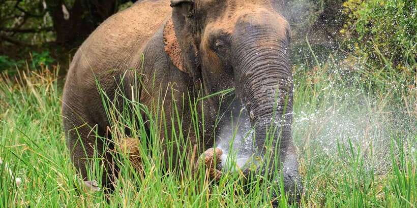 Wasgamuwa National Park Safari (Private Jeep) - Why Wasgamuwa works for a quieter safari