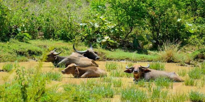 Wasgamuwa National Park Safari (Private Jeep) - Morning or evening: choosing your safari time