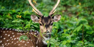 Wasgamuwa National Park Safari (Private Jeep)