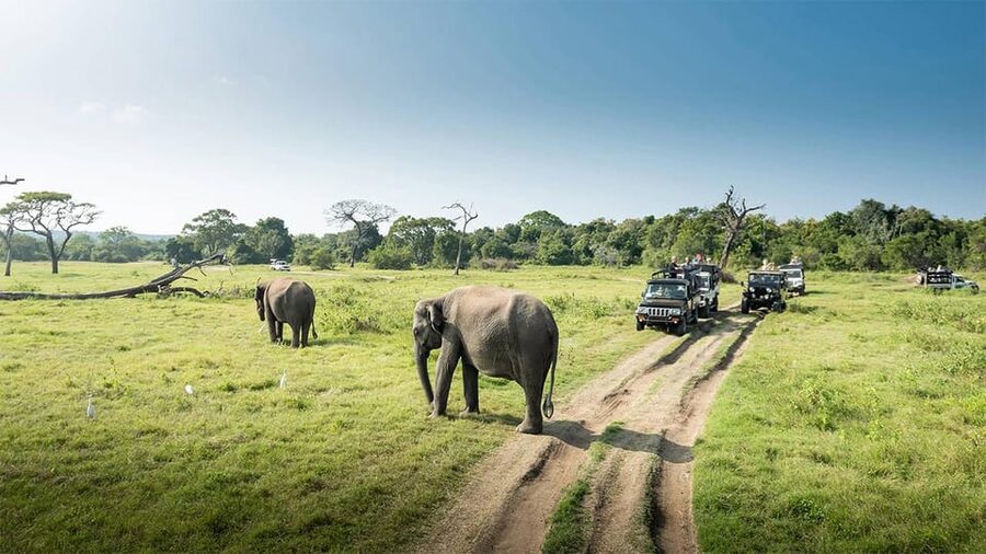 Wasgamuwa National Park Safari (Private Jeep) - Other wildlife and the value of patience