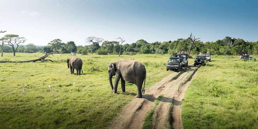 Wasgamuwa National Park Safari (Private Jeep) - Pickup, comfort, and what is not included