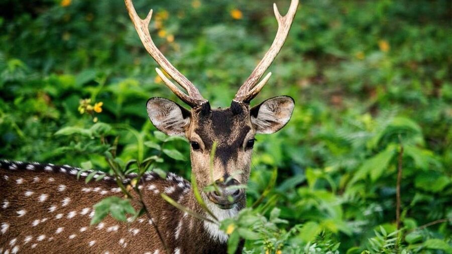 Wasgamuwa National Park Safari (Private Jeep) - Who will enjoy this safari most