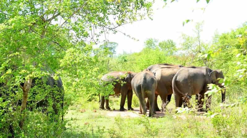 Wasgamuwa National Park Safari (Private Jeep) - Booking details worth checking