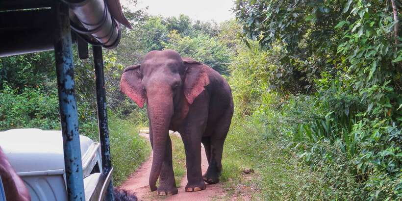 Wasgamuwa: Wasgamuwa National Park Private 3-Hour Safari - Key points to know before you go