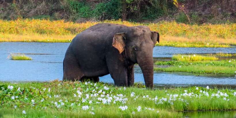 Wasgamuwa: Wasgamuwa National Park Private 3-Hour Safari - Why Wasgamuwa is a good safari choice near Polonnaruwa