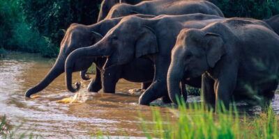 Wasgamuwa: Wasgamuwa National Park Private 3-Hour Safari
