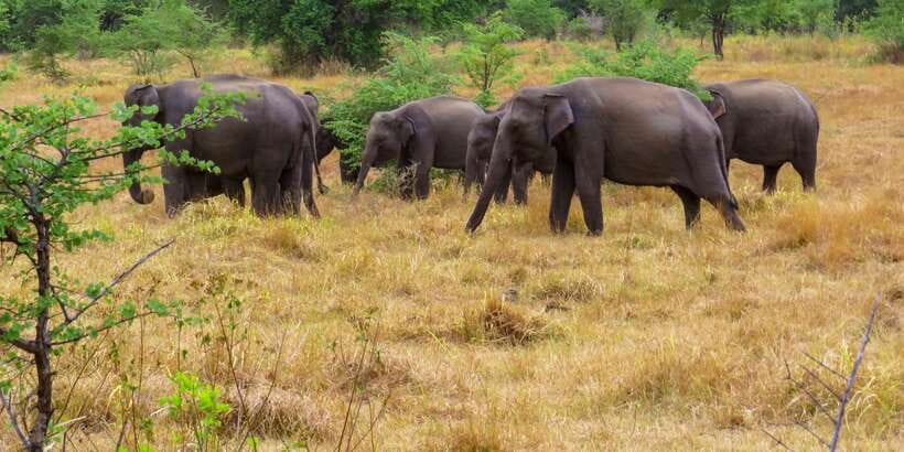 Wasgamuwa: Wasgamuwa National Park Private 3-Hour Safari - Morning or afternoon: choosing your time