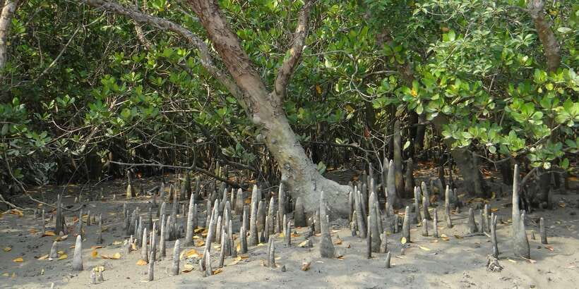 West coast Beach, River Mangroves lagoon, Wildlife boat Tour - Key points to know before you book