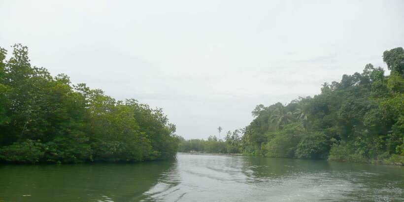 West coast Beach, River Mangroves lagoon, Wildlife boat Tour - Who will get the most from this tour