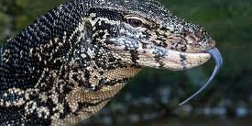 West coast Beach, River Mangroves lagoon, Wildlife boat Tour - What the $90 day actually includes