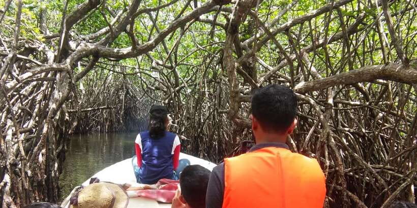 West coast Beach, River Mangroves lagoon, Wildlife boat Tour - Starting with sea turtle conservation