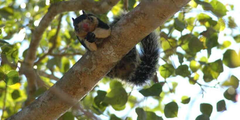 West coast Beach, River Mangroves lagoon, Wildlife boat Tour - Cruising the Madu Ganga mangrove lagoon