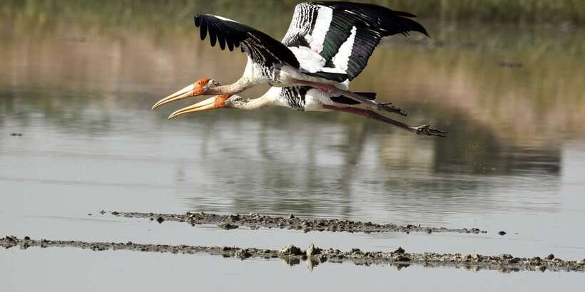 West coast Beach, River Mangroves lagoon, Wildlife boat Tour - The island temple and Buddhist culture