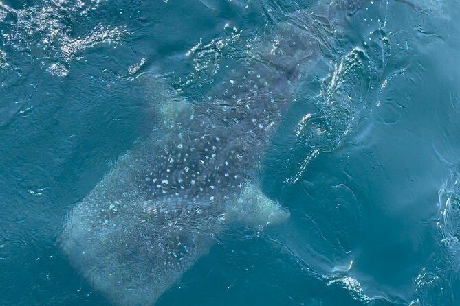 Whale Watching Mirissa Ultimate Tour in Sri Lanka with Breakfast - Following whales with local sea knowledge