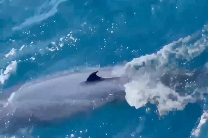 Whale Watching Mirissa Ultimate Tour in Sri Lanka with Breakfast - What the $44 price gets you