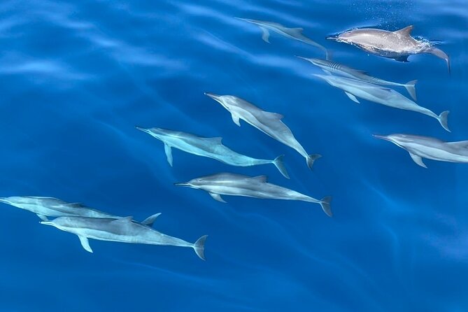 Whale Watching Mirissa Ultimate Tour in Sri Lanka with Breakfast - The strongest parts of the experience