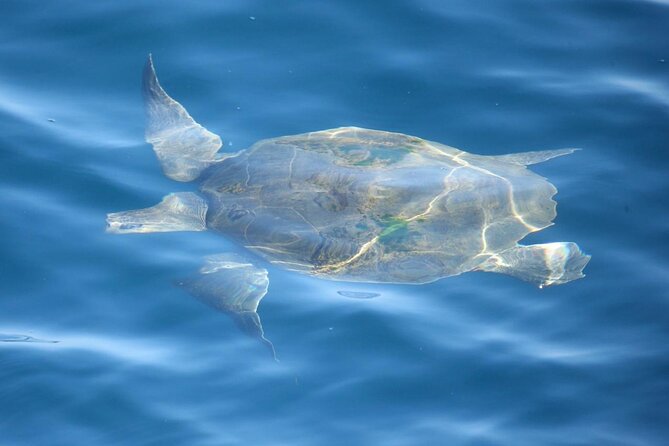 Whale Watching Mirissa with ( WWC ) - Key points about the Whale Watching Club trip