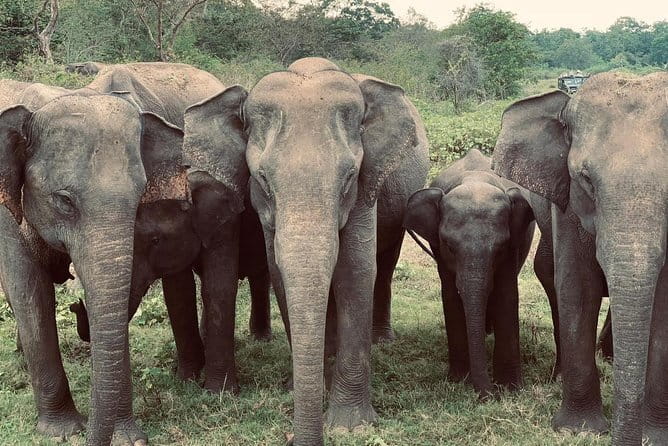 Wildlife Safari Yala National park - Timing, pickup, and group size
