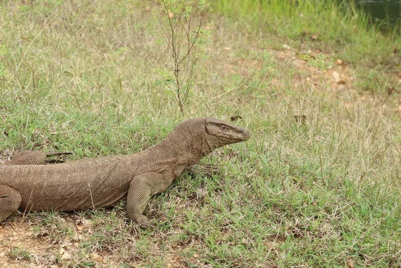 Wilpattu National park - Full day Safari (06:00am - 18:00pm) - Who should book this safari?