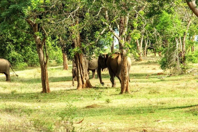Wilpattu National park - Full day Safari (06:00am - 18:00pm) - Breakfast, lunch, and the practical rhythm of the day