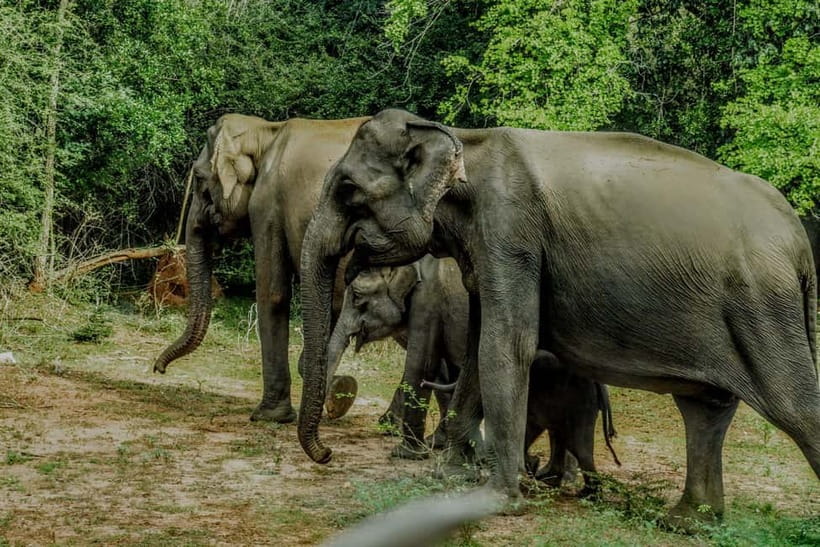 Wilpattu National park - Full day Safari (06:00am - 18:00pm) - Wildlife: what you might actually see