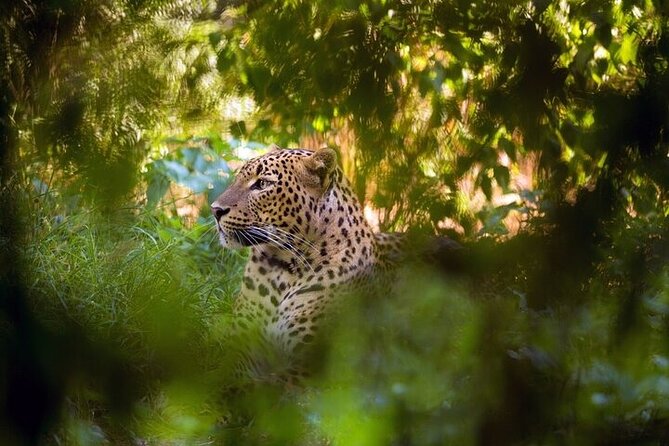 Wilpattu National Park Jeep Safari from Negombo / Waikkal (All Inclusive) - The 4am pickup from Negombo or Waikkal