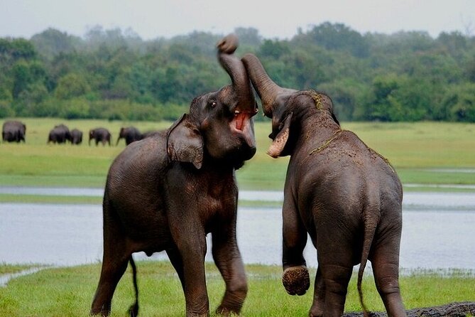 Wilpattu National Park Jeep Safari from Negombo / Waikkal (All Inclusive) - What you might see during a full day