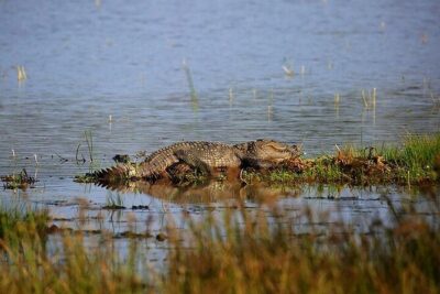 Wilpattu National Park Jeep Safari from Negombo / Waikkal (All Inclusive)