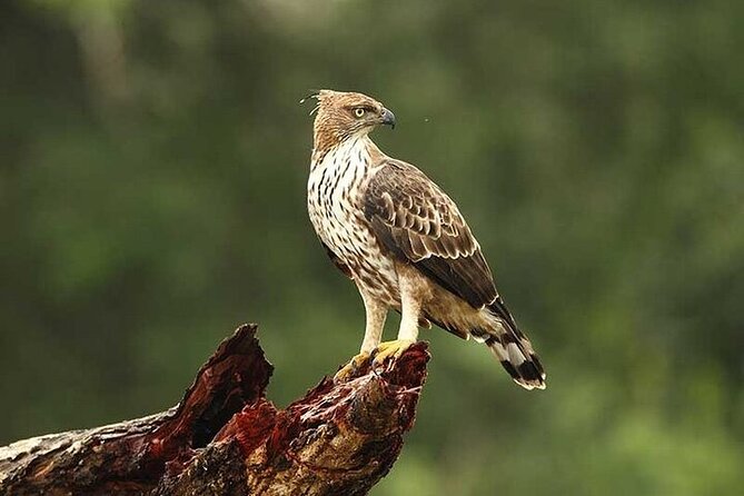Wilpattu National Park Jeep Safari from Negombo / Waikkal (All Inclusive) - Guide service can shape the whole day
