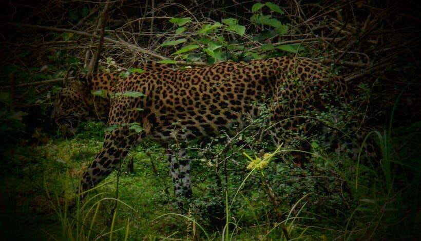 Wilpattu National Park: Morning or Afternoon Safari - Guide quality makes the biggest difference