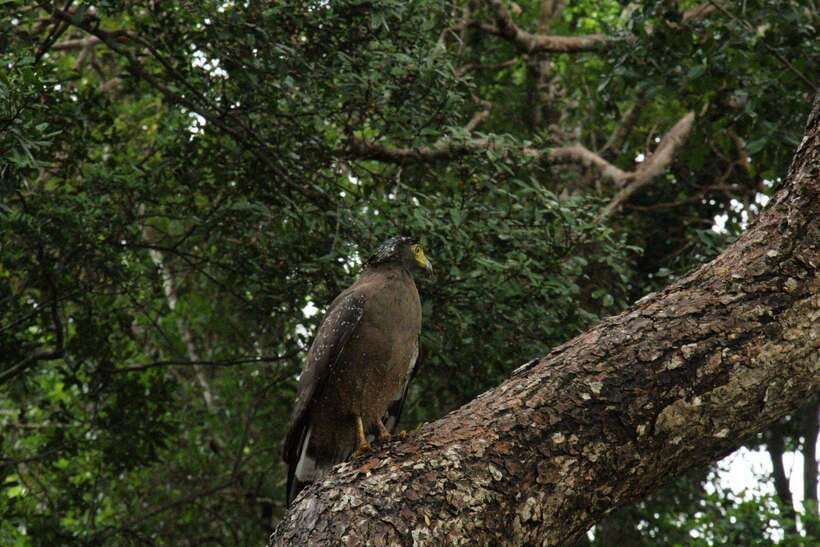 Wilpattu National Park: Morning or Afternoon Safari - Morning or afternoon: choosing your timing