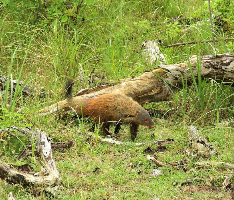 Wilpattu National Park: Morning or Afternoon Safari - What the $35 price really covers