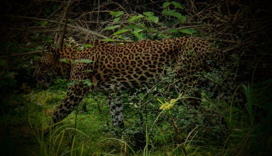 Wilpattu National Park: Morning or Afternoon Safari - Practical advice for a better outing
