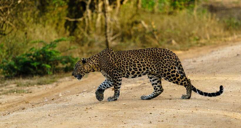 Wilpattu National park - Morning or Afternoon Safari - Morning or afternoon: choosing the better departure