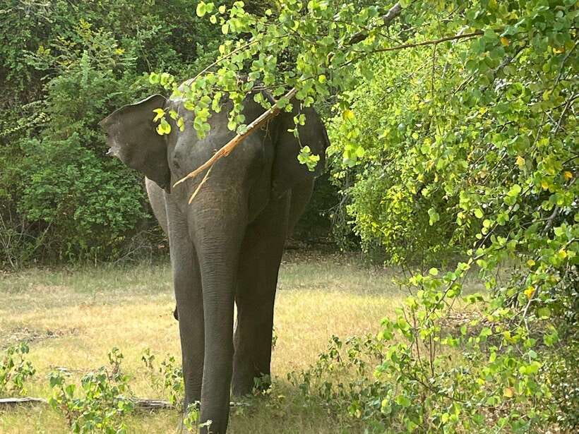 Wilpattu National Park: Private Safari - Key points at a glance