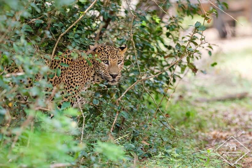 Wilpattu National Park: Private Safari - Why Wilpattu feels different from a standard safari