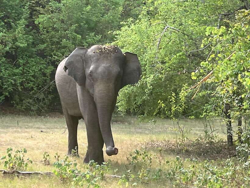 Wilpattu National Park: Private Safari - Around the willus and dry-zone forest