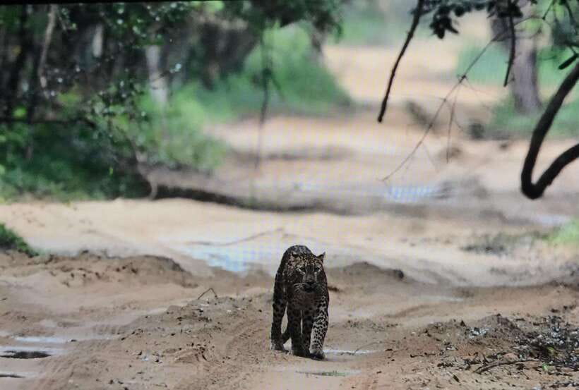 Wilpattu National Park: Private Safari - Looking for leopards in a very large park
